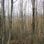 DSCN3088